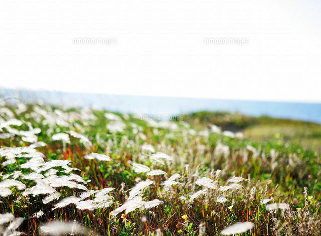 白い花と海 の写真素材 イラスト素材 アマナイメージズ