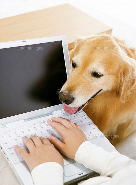 ノートパソコンをする女性と犬 ゴールデンレトリバー の写真素材 イラスト素材 アマナイメージズ