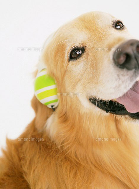 ヘッドホンをする犬 ゴールデンレトリバー の写真素材 イラスト素材 アマナイメージズ