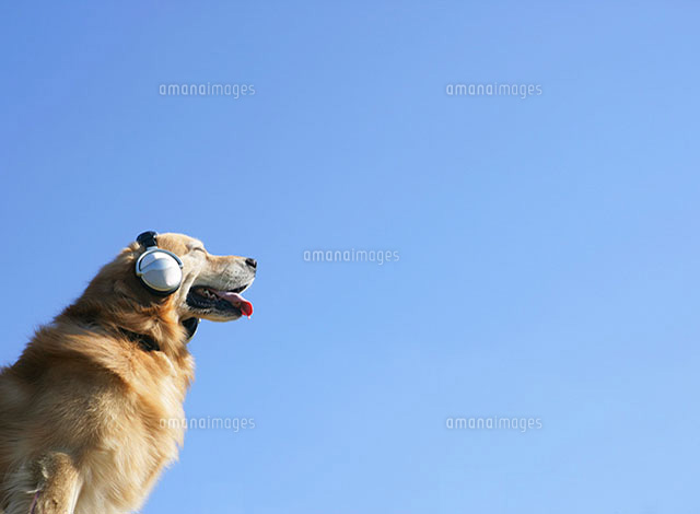 ヘッドフォンをつけた犬 の写真素材 イラスト素材 アマナイメージズ