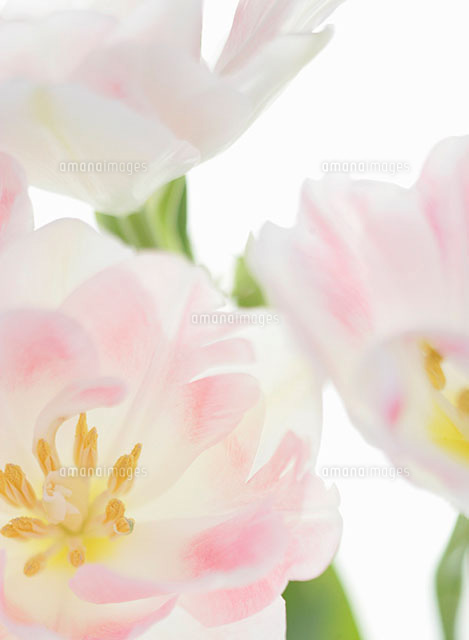 淡いピンクの花 の写真素材 イラスト素材 アマナイメージズ 淡いピンクの花 の写真素材 イラスト素材 アマナイメージズ