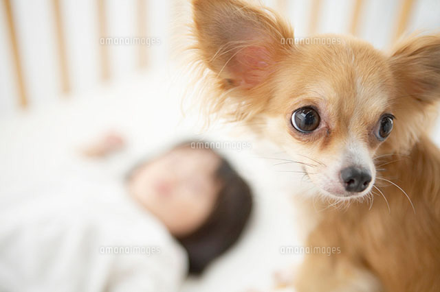 チワワと眠る女の子のシルエット の写真素材 イラスト素材 アマナイメージズ