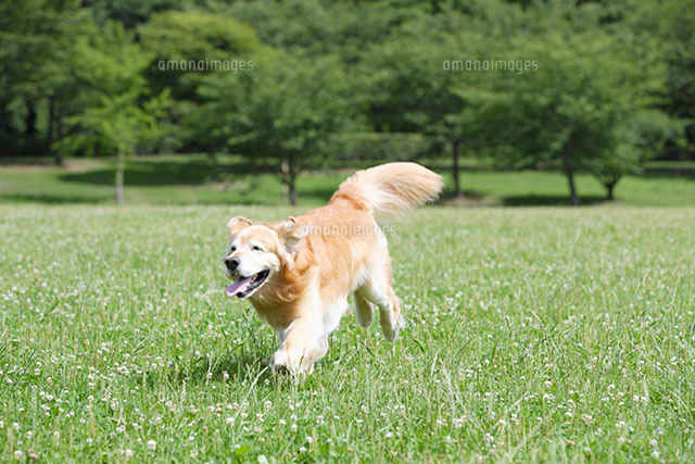 五人のビジネスマンのシルエット の写真素材 イラスト素材 アマナイメージズ