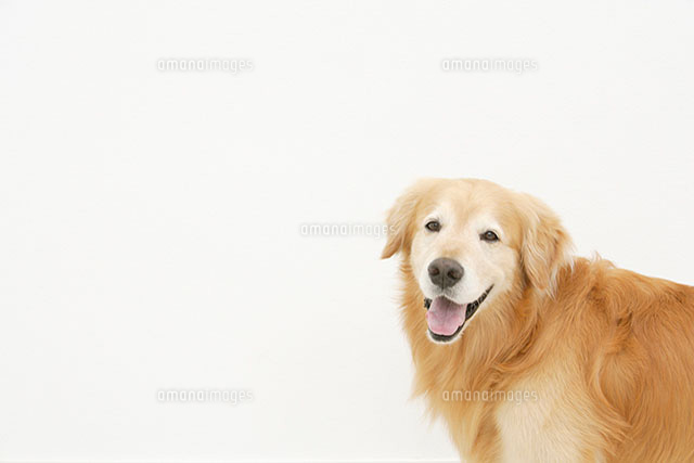 ゴールデンレトリバー の写真素材 イラスト素材 アマナイメージズ
