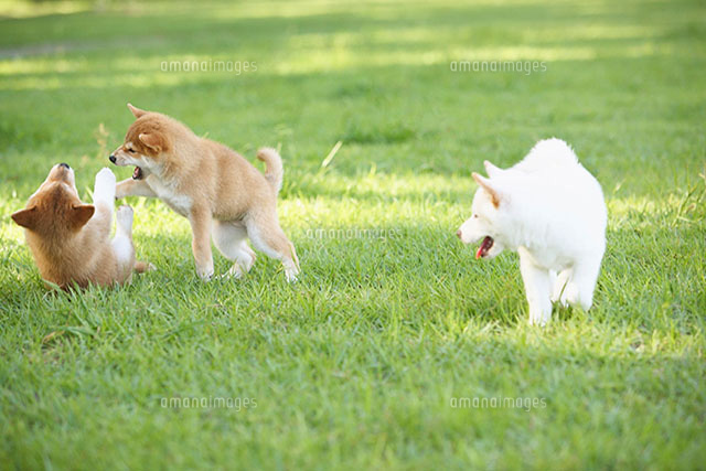 遊ぶ子犬 の写真素材 イラスト素材 アマナイメージズ
