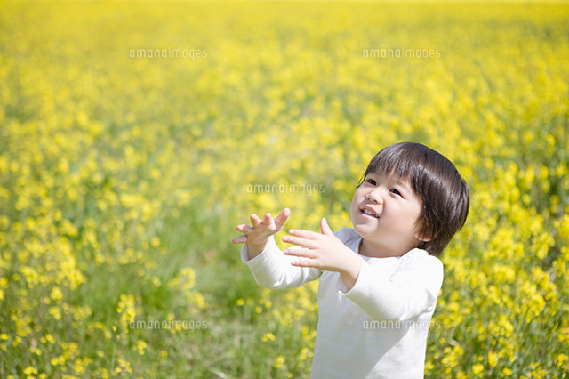 菜の花畑の中で遊ぶ子供 の写真素材 イラスト素材 アマナイメージズ