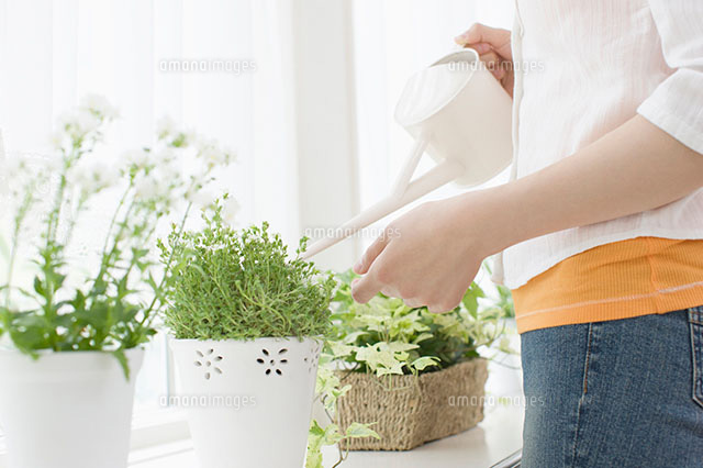植木に水をやる女性 の写真素材 イラスト素材 アマナイメージズ