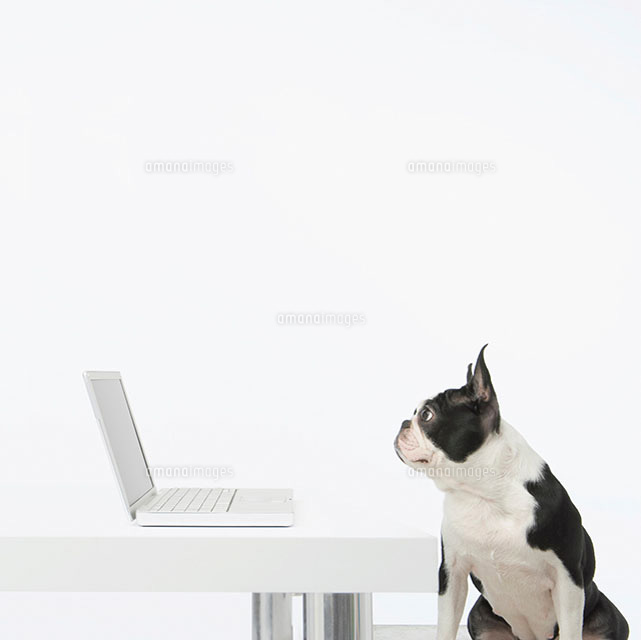 パソコンを見る犬 の写真素材 イラスト素材 アマナイメージズ