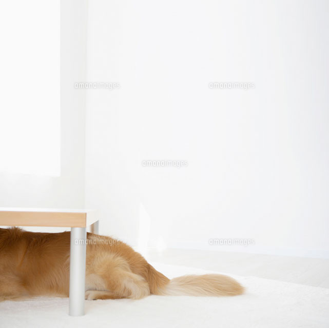 テーブルの下に入る犬 の写真素材 イラスト素材 アマナイメージズ