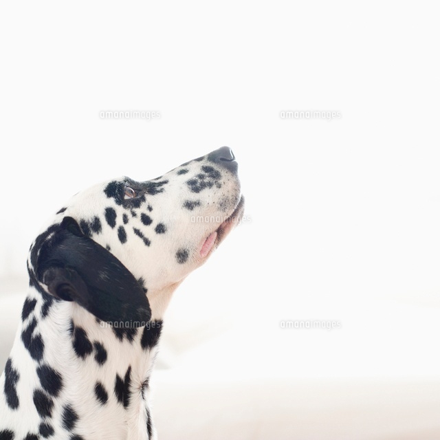犬の横顔 の写真素材 イラスト素材 アマナイメージズ