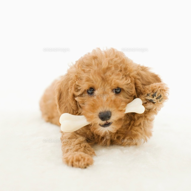 骨をくわえるトイプードル の写真素材 イラスト素材 アマナイメージズ