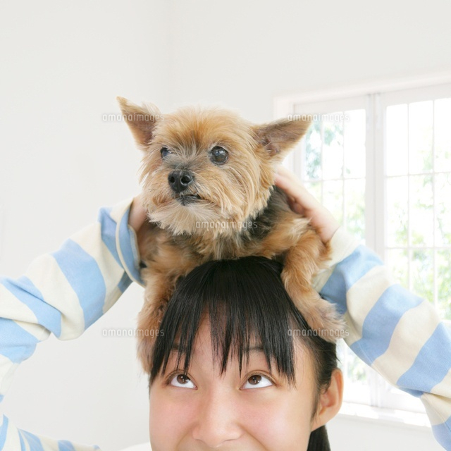 犬を頭にのせた女の子 の写真素材 イラスト素材 アマナイメージズ 犬を頭にのせた女の子 の写真素材 イラスト素材 アマナイメージズ