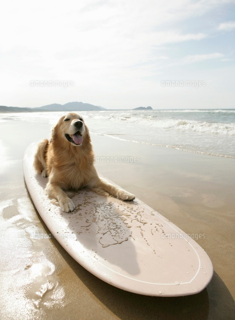 サーフボードに乗る犬 の写真素材 イラスト素材 アマナイメージズ サーフボードに乗る犬 の写真素材 イラスト素材 アマナイメージズ