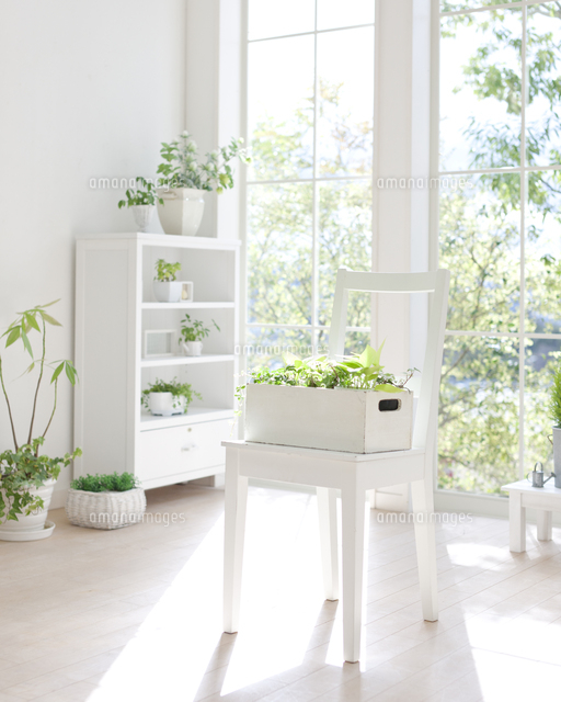 観葉植物のある部屋 の写真素材 イラスト素材 アマナイメージズ