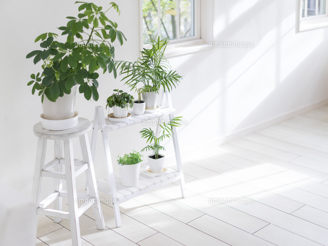 窓辺の観葉植物 の写真素材 イラスト素材 アマナイメージズ 窓辺の観葉植物 の写真素材 イラスト素材 アマナイメージズ