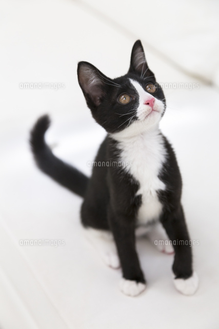 見上げる猫[11004120945]の写真・イラスト素材｜アマナイメージズ