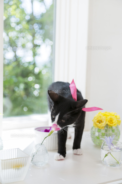 花を嗅ぐ猫[11004120950]の写真素材・イラスト素材｜アマナイメージズ