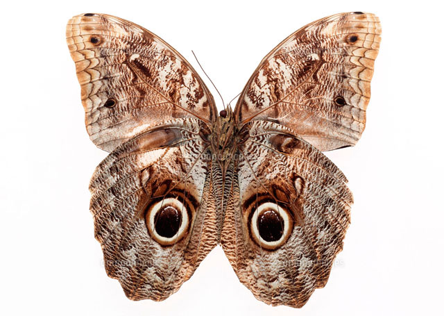 フクロウチョウ[11007002253]の写真・イラスト素材｜アマナイメージズ