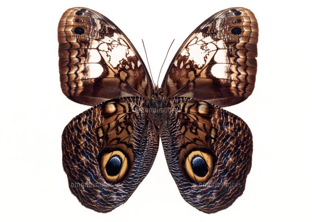 マエモンフクロウチョウ[11007002288]の写真・イラスト素材｜アマナ