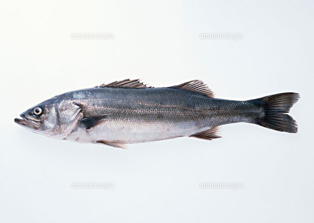 スズキ の写真素材 イラスト素材 アマナイメージズ