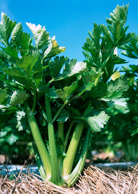 セロリ の写真素材 イラスト素材 アマナイメージズ