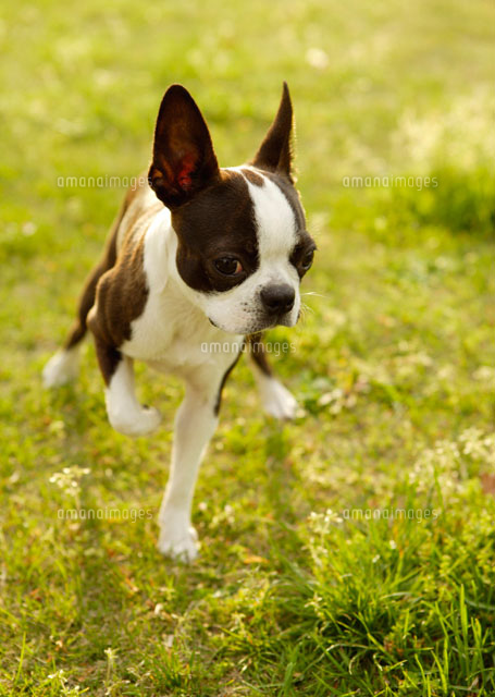 ボストンテリア の写真素材 イラスト素材 アマナイメージズ