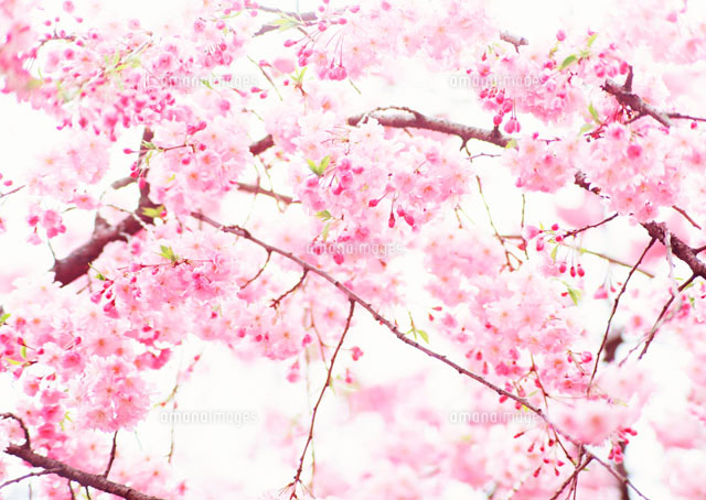 八重桜 の写真素材 イラスト素材 アマナイメージズ