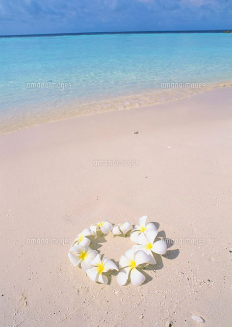 砂浜のプルメリア の写真素材 イラスト素材 アマナイメージズ