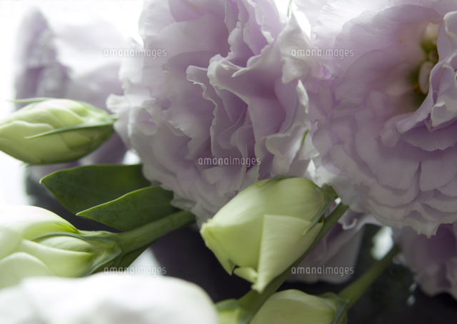 トルコキキョウ の写真素材 イラスト素材 アマナイメージズ トルコキキョウ の写真素材 イラスト素材 アマナイメージズ