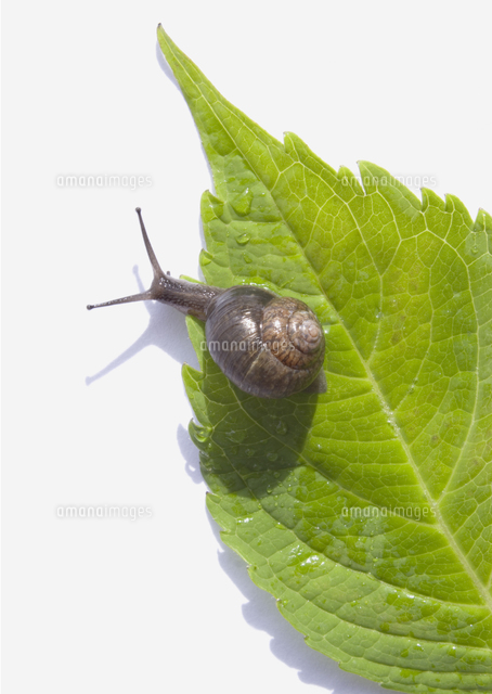 アジサイの葉とカタツムリ の写真素材 イラスト素材 アマナイメージズ