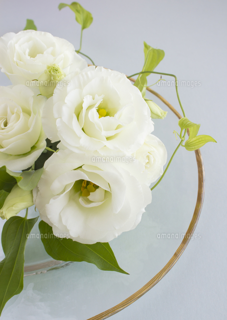 トルコキキョウ の写真素材 イラスト素材 アマナイメージズ トルコキキョウ の写真素材 イラスト素材 アマナイメージズ