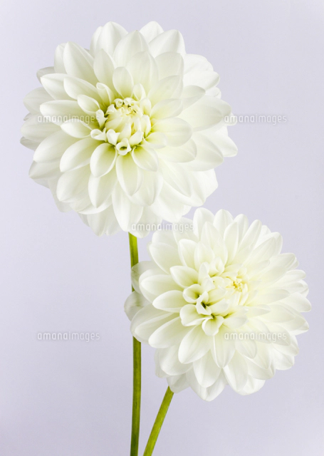 白いダリア[11007064548]の写真・イラスト素材｜アマナイメージズ