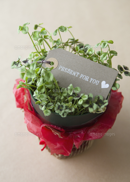 鉢植えのクローバーとメッセージカード の写真素材 イラスト素材 アマナイメージズ 鉢植えのクローバーとメッセージカード の写真素材 イラスト素材 アマナイメージズ