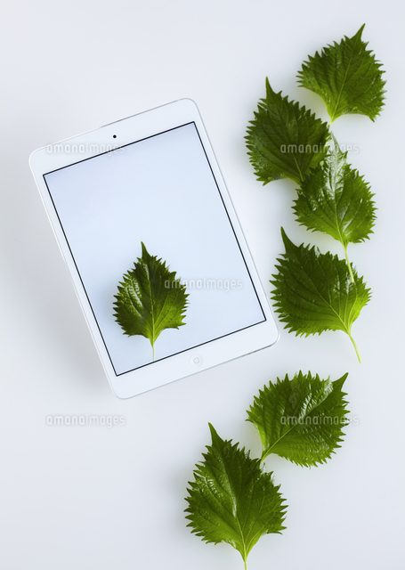 大葉とタブレットpc の写真素材 イラスト素材 アマナイメージズ