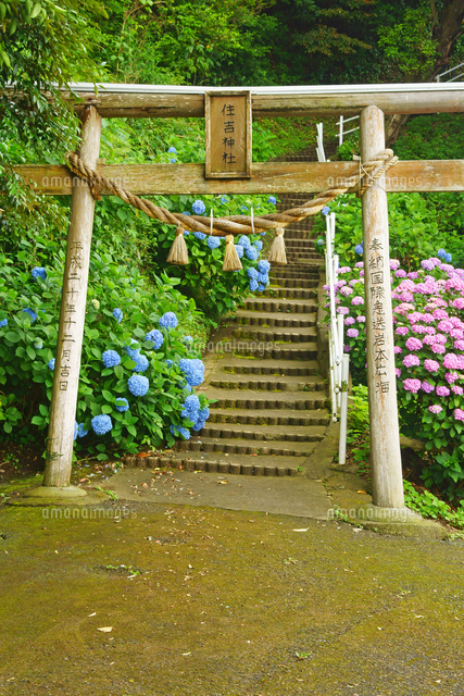 住吉神社 の写真素材 イラスト素材 アマナイメージズ