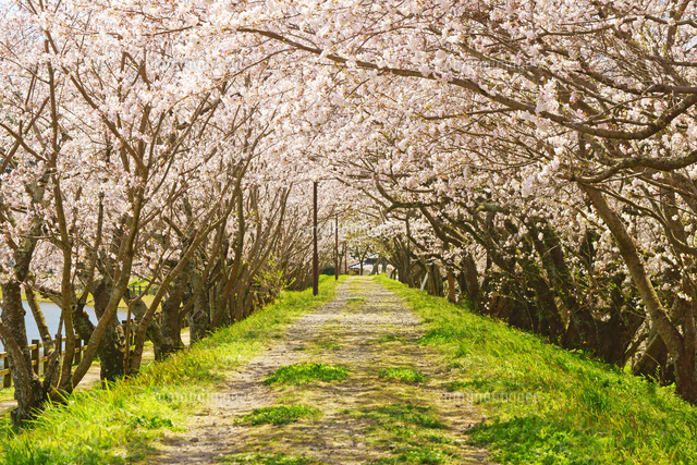 立岡自然公園の桜 の写真素材 イラスト素材 アマナイメージズ