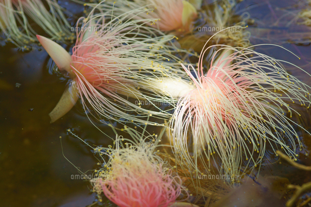 西表島のさがり花 の写真素材 イラスト素材 アマナイメージズ