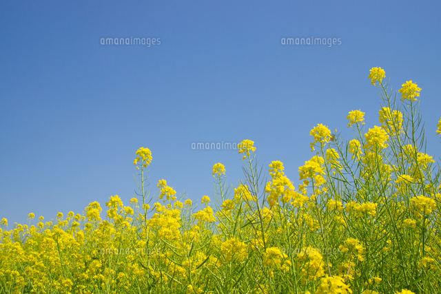 菜の花畑 の写真素材 イラスト素材 アマナイメージズ