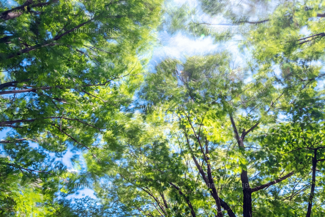 木漏れ日と風 の写真素材 イラスト素材 アマナイメージズ