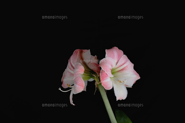 アマリリス の写真素材 イラスト素材 アマナイメージズ