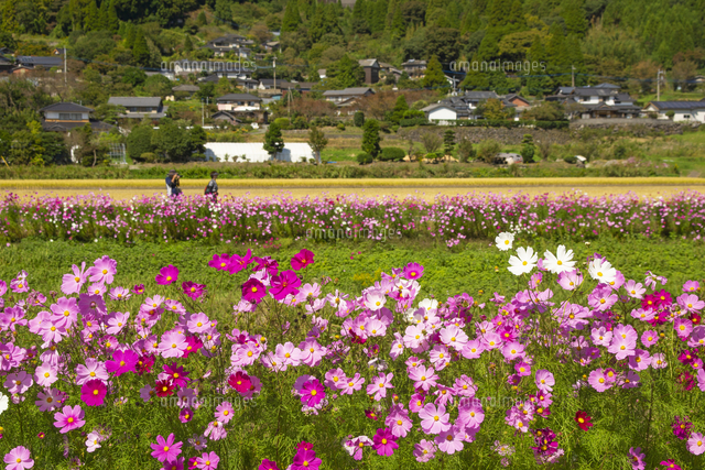 阿蘇おごもり花公園のコスモス の写真素材 イラスト素材 アマナイメージズ