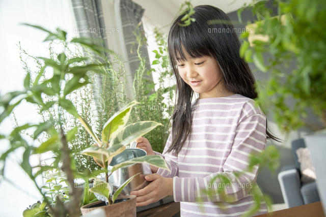 植物を育てる暮らし の写真素材 イラスト素材 アマナイメージズ