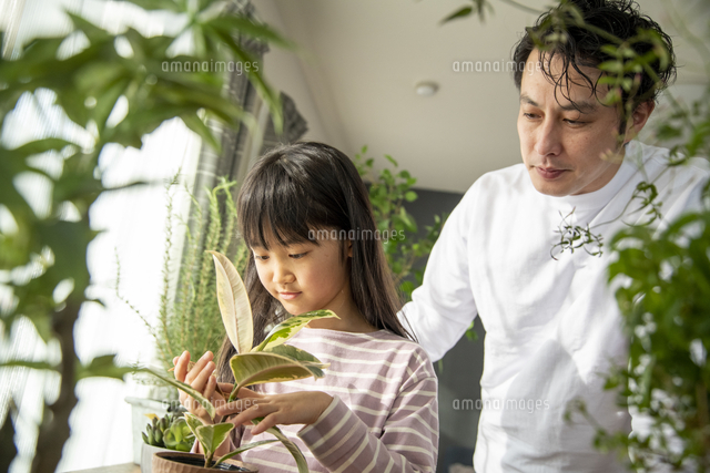 植物を育てる暮らし の写真素材 イラスト素材 アマナイメージズ