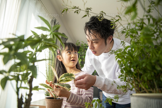 植物を育てる暮らし の写真素材 イラスト素材 アマナイメージズ