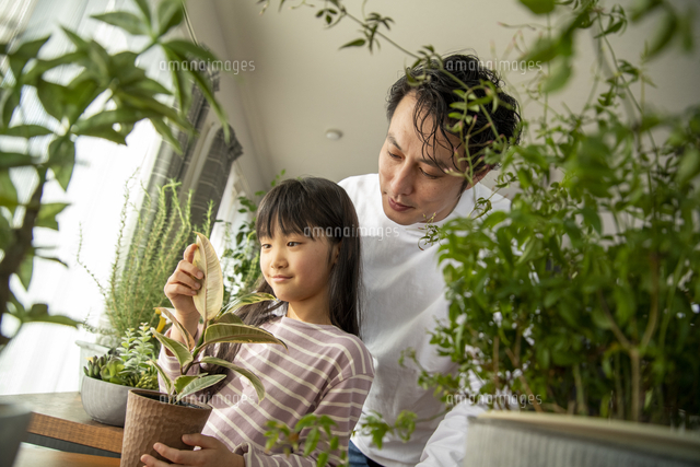 植物を育てる暮らし の写真素材 イラスト素材 アマナイメージズ