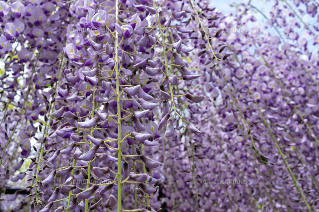 藤の花 の写真素材 イラスト素材 アマナイメージズ
