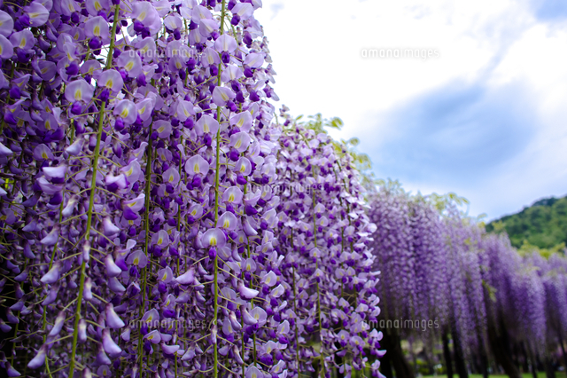 藤の花 の写真素材 イラスト素材 アマナイメージズ