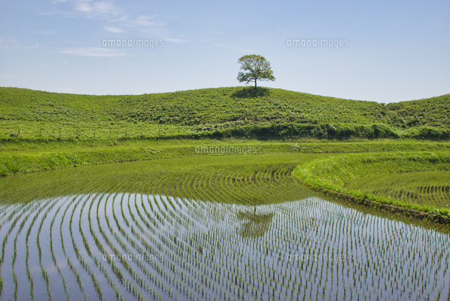 阿蘇産山村の扇棚田 の写真素材 イラスト素材 アマナイメージズ