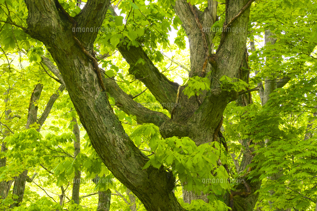 古平川沿い 新緑のミズナラの大木 の写真素材 イラスト素材 アマナイメージズ