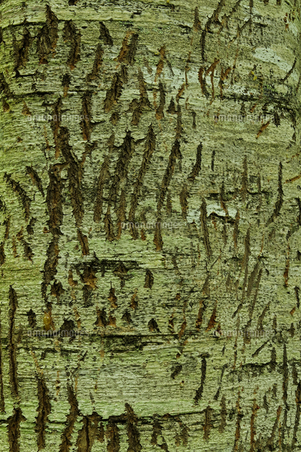 知床 トドマツに刻まれたヒグマの爪痕 の写真素材 イラスト素材 アマナイメージズ